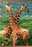 Инфракрасный пленочный обогреватель Домашний очаг 500Вт картинка Жирафы